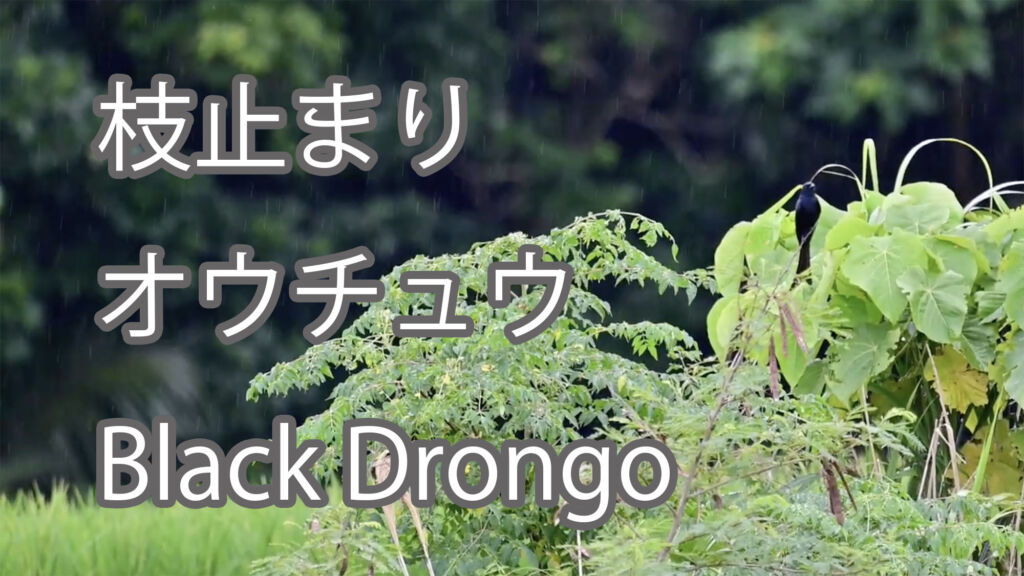 【枝止まり】オウチュウ Black Drongo