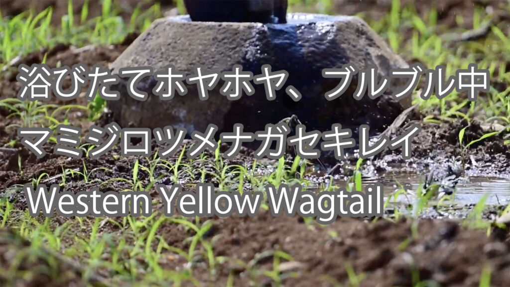 【浴びたてホヤホヤ、ブルブル中】マミジロツメナガセキレイ Western Yellow Wagtail