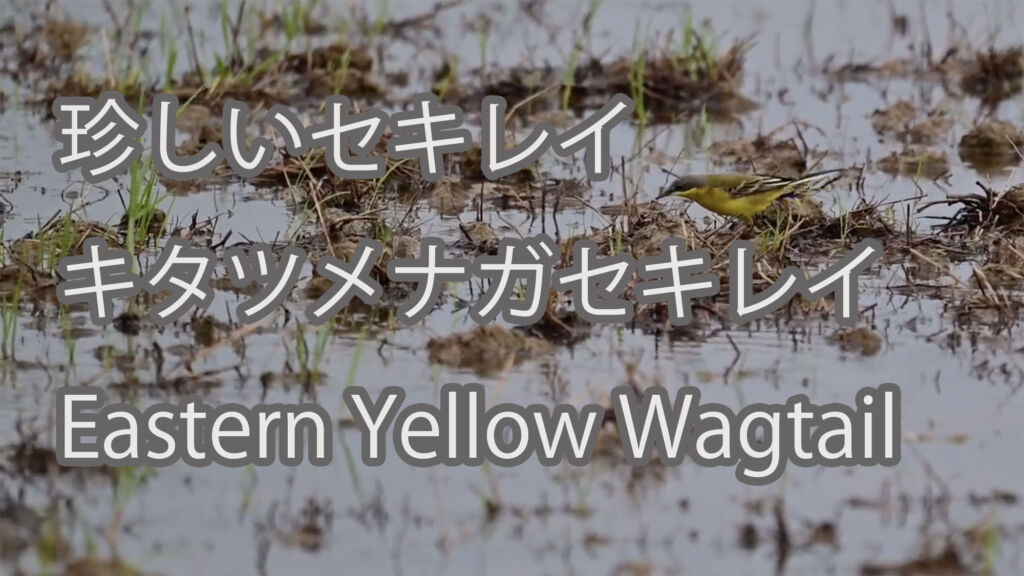 【珍しいセキレイ】キタツメナガセキレイ Eastern Yellow Wagtail