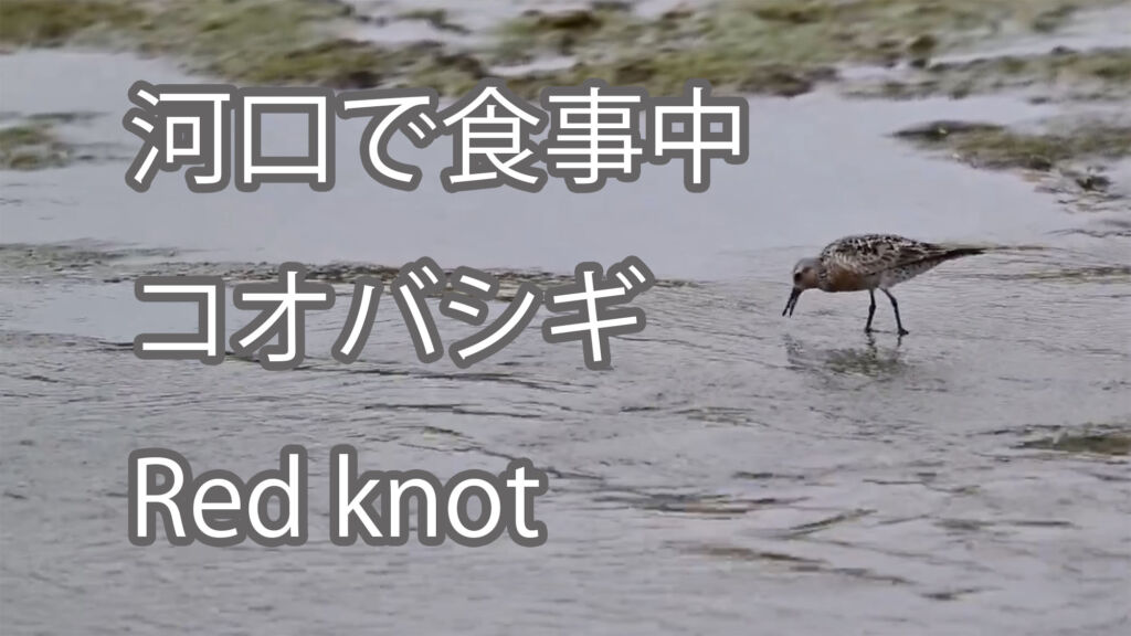【河口で食事中】コオバシギ Red knot