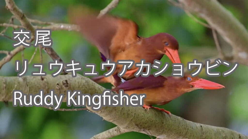 【交尾】リュウキュウアカショウビン Ruddy Kingfisher