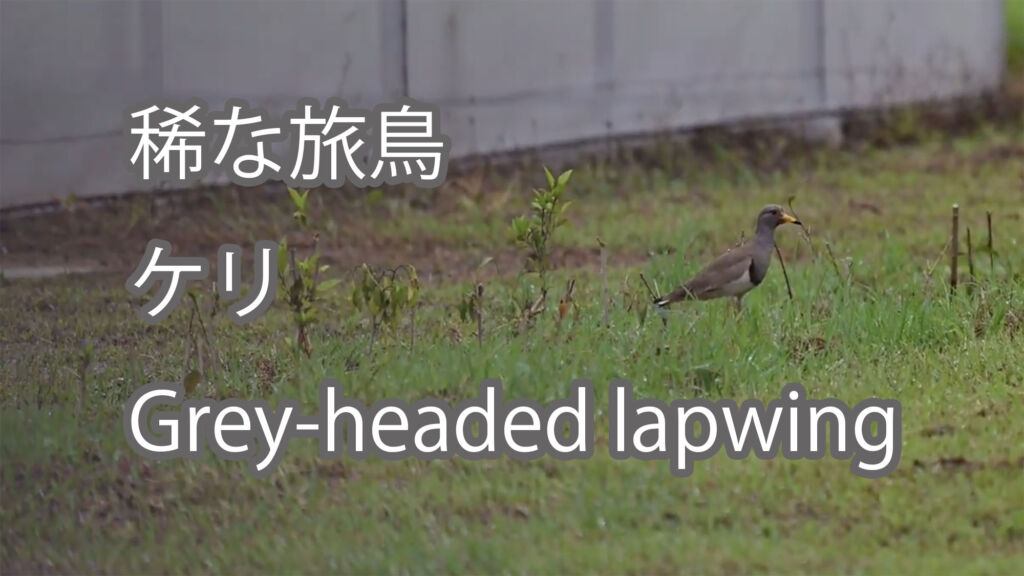 【稀な旅鳥】ケリ Grey-headed lapwing
