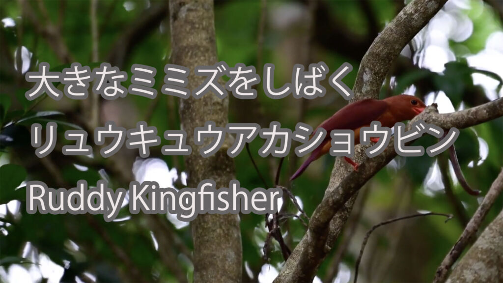 【大きなミミズをしばく】リュウキュウアカショウビン Ruddy Kingfisher
