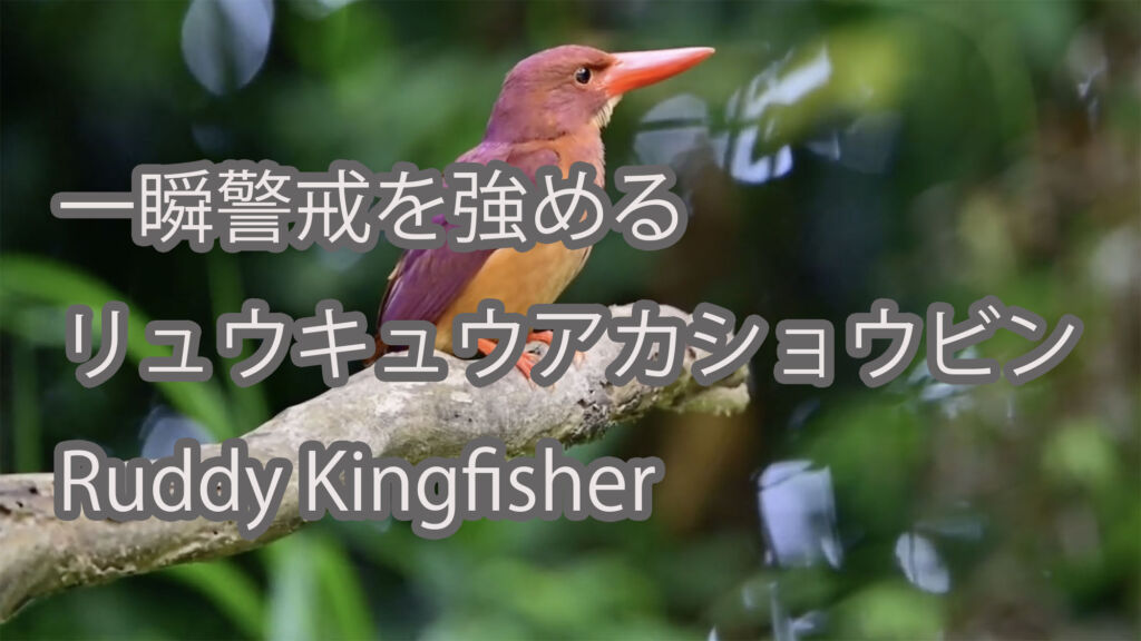 【一瞬警戒を強める】リュウキュウアカショウビン Ruddy Kingfisher
