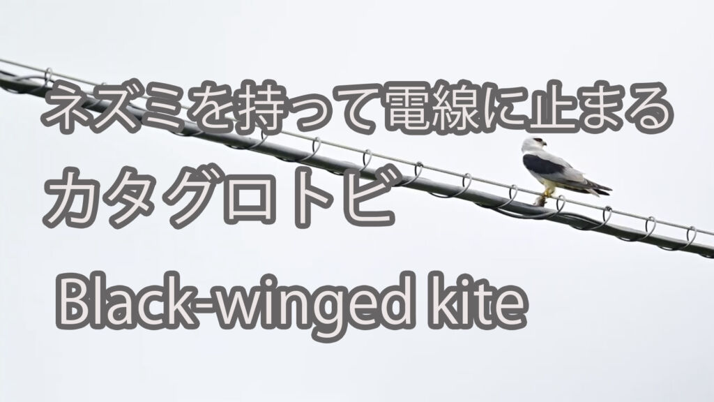 【ネズミを持って電線に止まる】カタグロトビ Black-winged kite