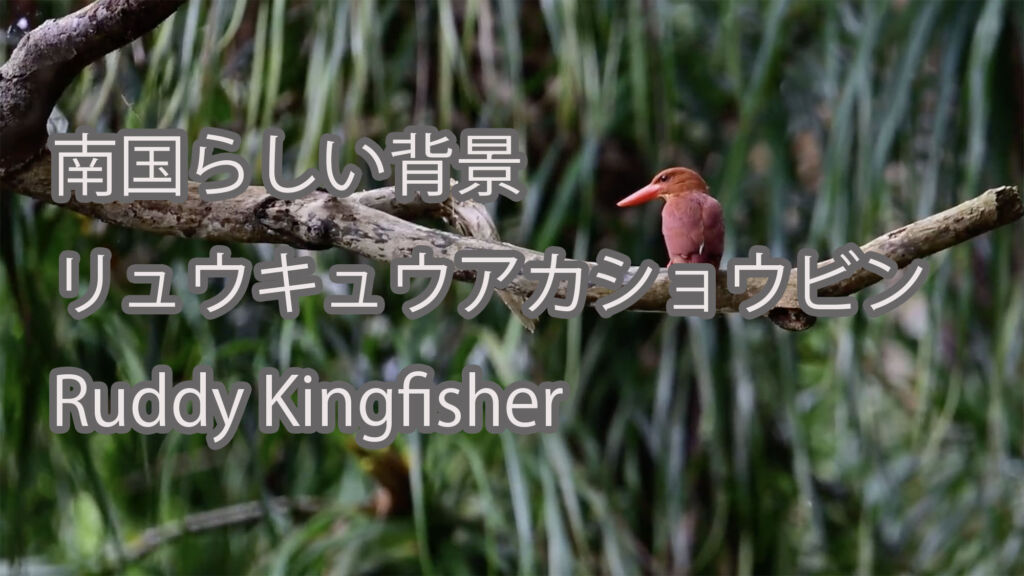 【南国らしい背景】リュウキュウアカショウビン Ruddy Kingfisher