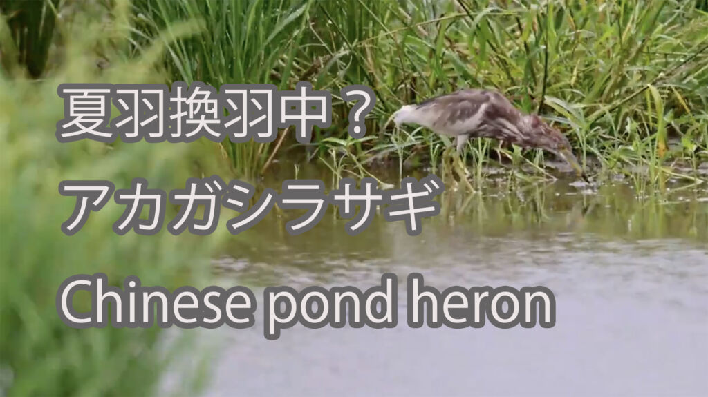 【夏羽換羽中？】アカガシラサギ Chinese pond heron