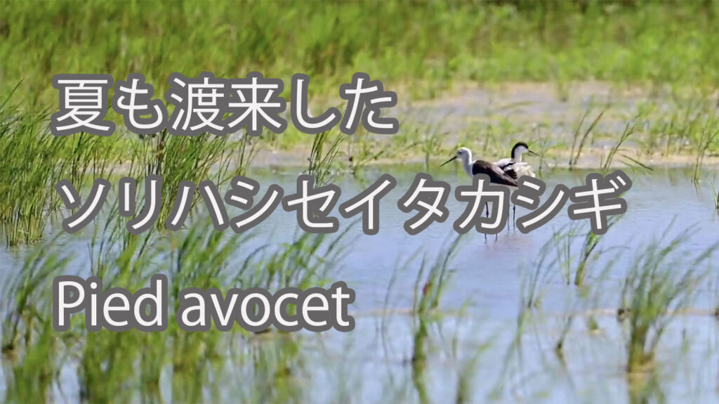 【夏も渡来した】ソリハシセイタカシギ Pied avocet