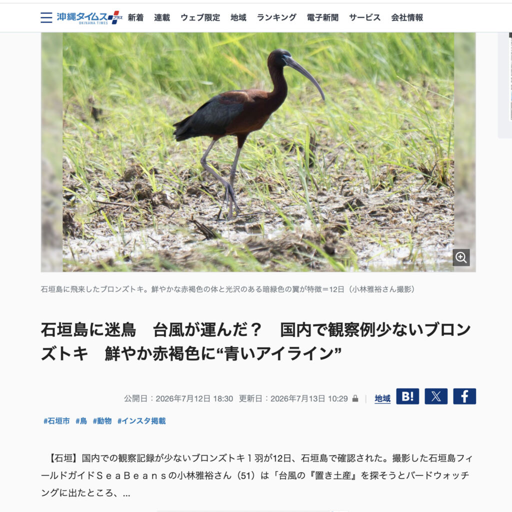 沖縄タイムス　WEB版　「石垣島に迷鳥　台風が運んだ？　国内で観察例少ないブロンズトキ　鮮やか赤褐色に“青いアイライン”」