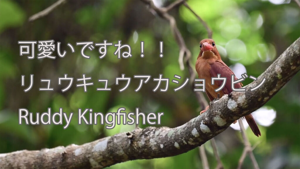 【可愛いですね！！】リュウキュウアカショウビン  Ruddy Kingfisher