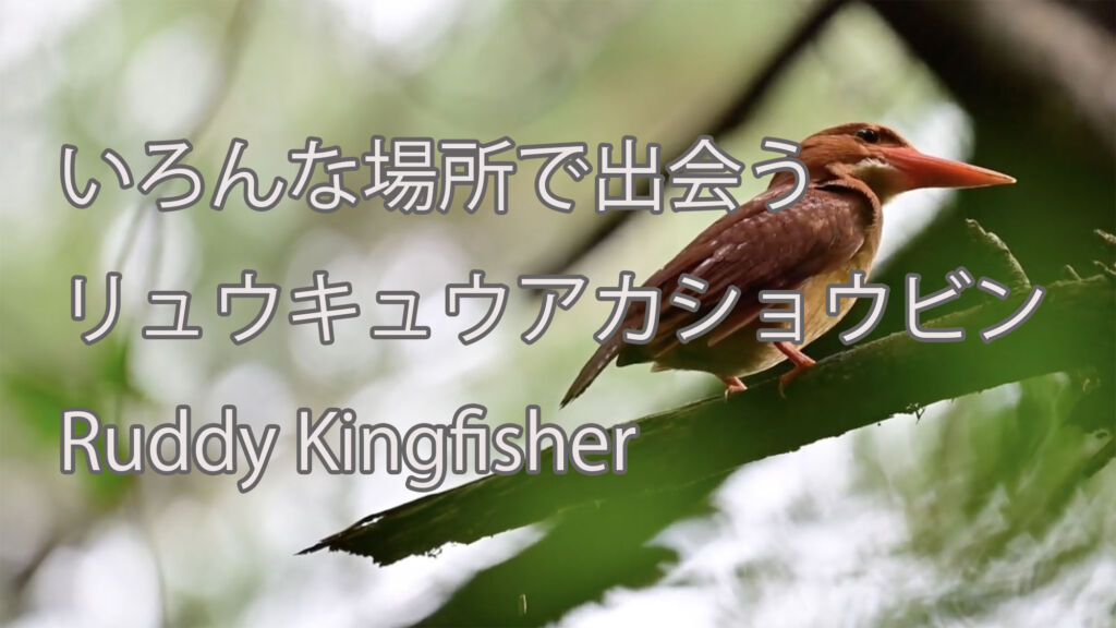 【いろんな場所で出会う】リュウキュウアカショウビン Ruddy Kingfisher
