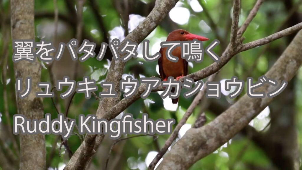 【翼をパタパタして鳴く】リュウキュウアカショウビン Ruddy Kingfisher