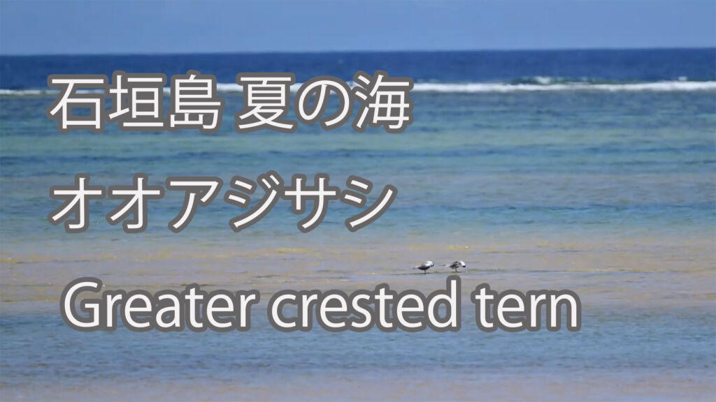 【石垣島 夏の海】オオアジサシ Greater crested lizard