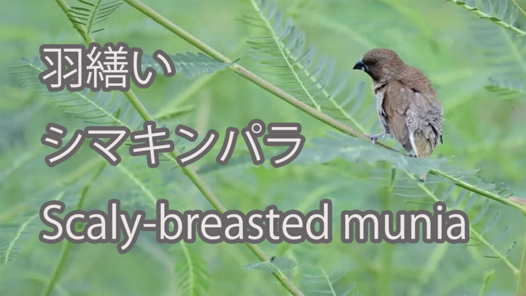 【羽繕い】シマキンパラ Scaly-breasted munia