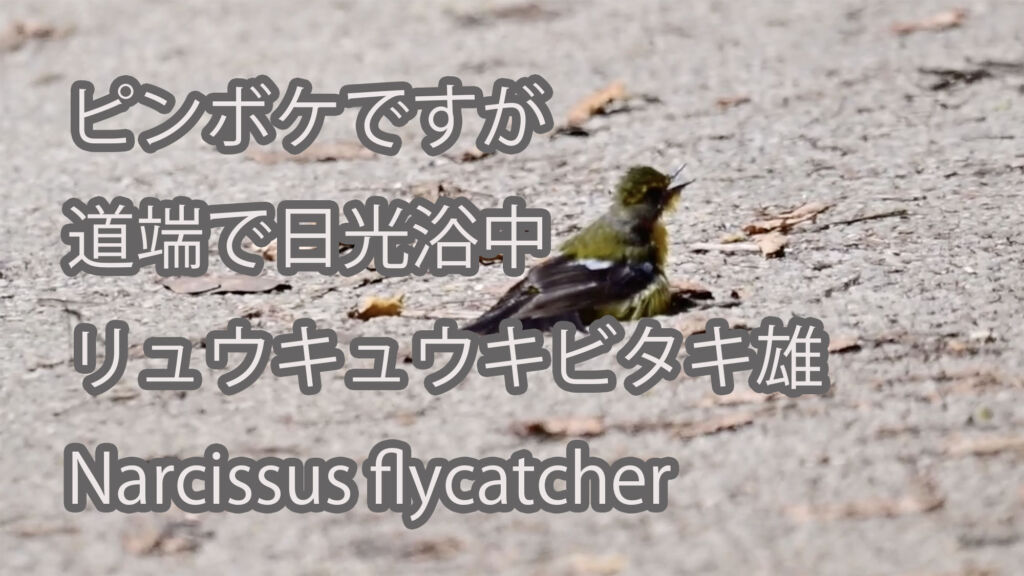 【ピンボケですが道端で日光浴中】リュウキュウキビタキ雄 Narcissus flycatcher