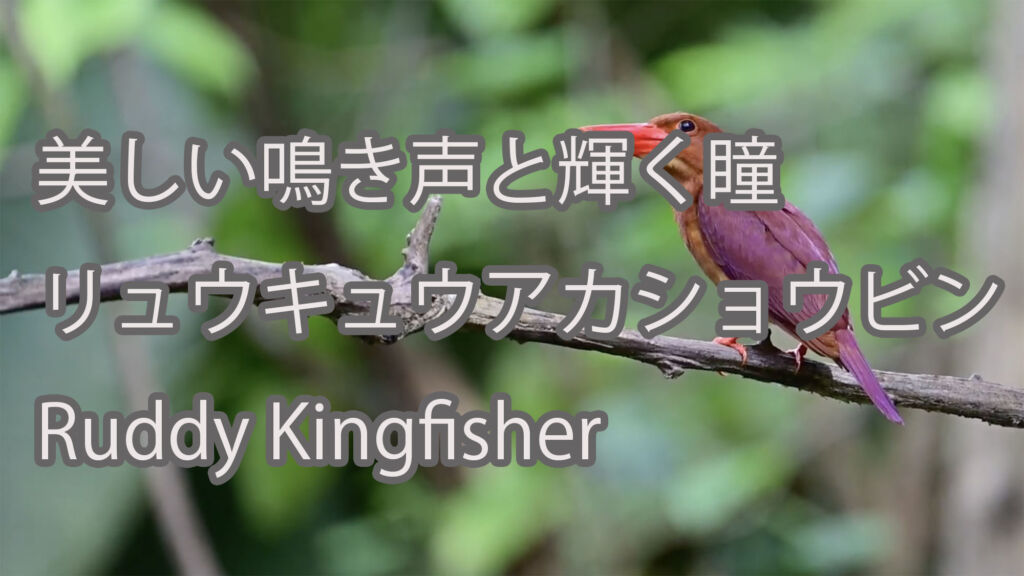 【美しい鳴き声と輝く瞳】リュウキュウアカショウビン Ruddy Kingfisher
