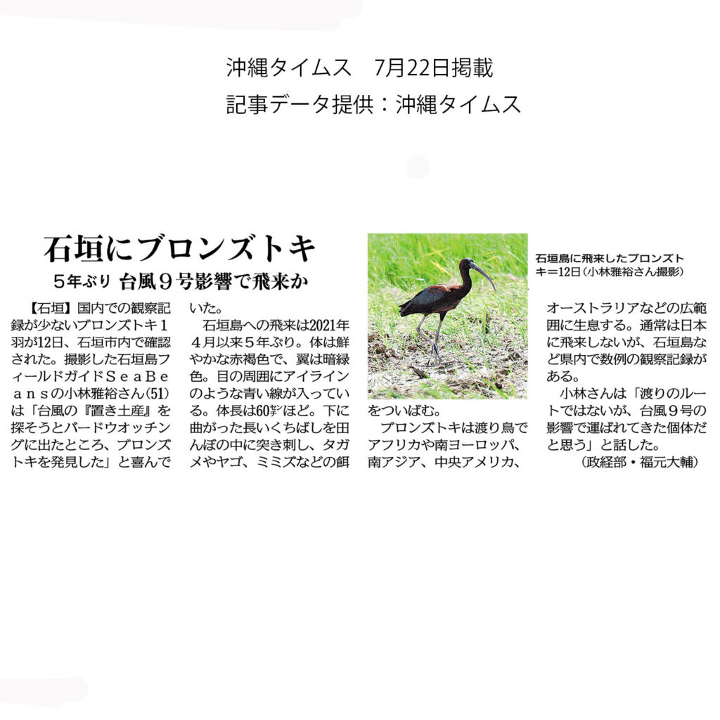 沖縄タイムス 7月22日朝刊掲載「石垣にブロンズトキ　5年ぶり　台風９号影響で飛来か」