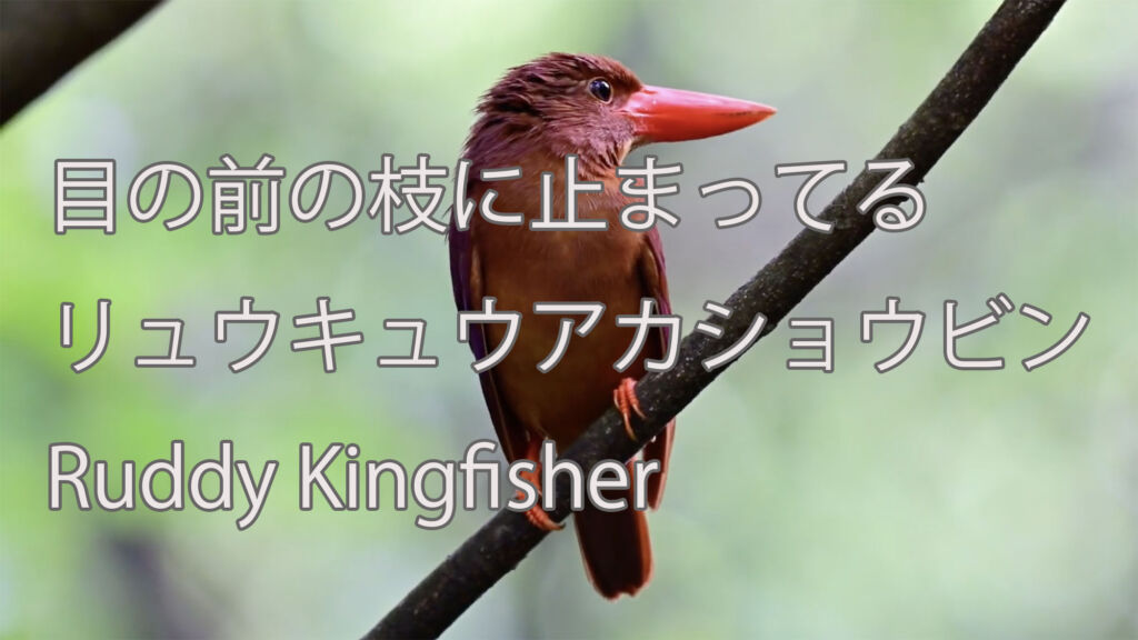 【目の前の枝に止まってる】リュウキュウアカショウビン Ruddy Kingfisher