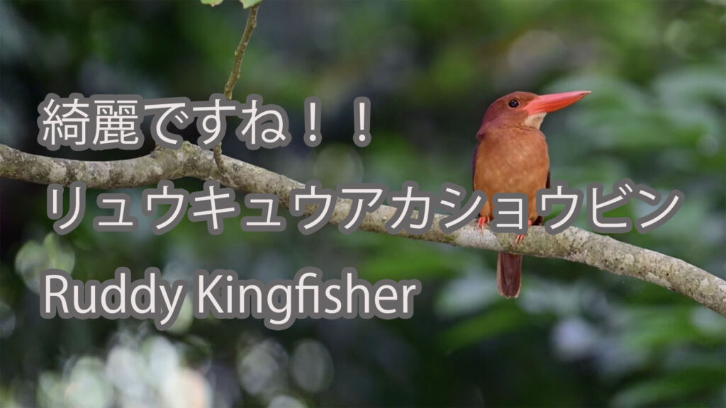 【綺麗ですね！！】リュウキュウアカショウビン Ruddy Kingfisher
