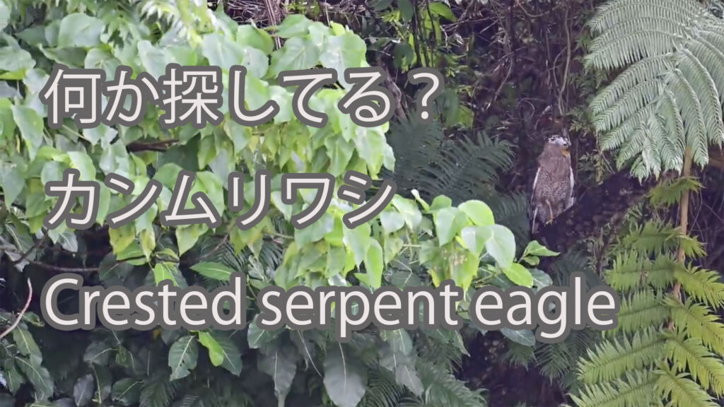 【何か探してる？】カンムリワシ Crested serpent eagle