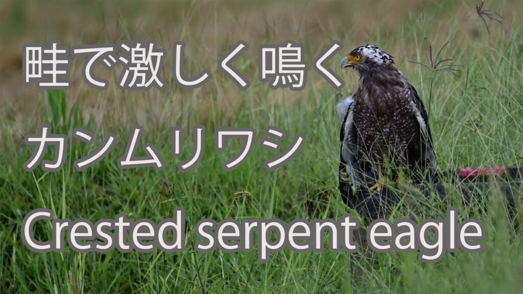 【畦で激しく鳴く】カンムリワシ Crested serpent eagle