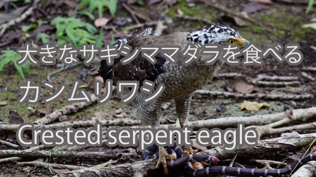 【大きなサキシママダラを食べる】 カンムリワシ  Crested serpent eagle