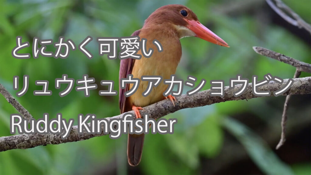 【とにかく可愛い】リュウキュウアカショウビン Ruddy Kingfisher