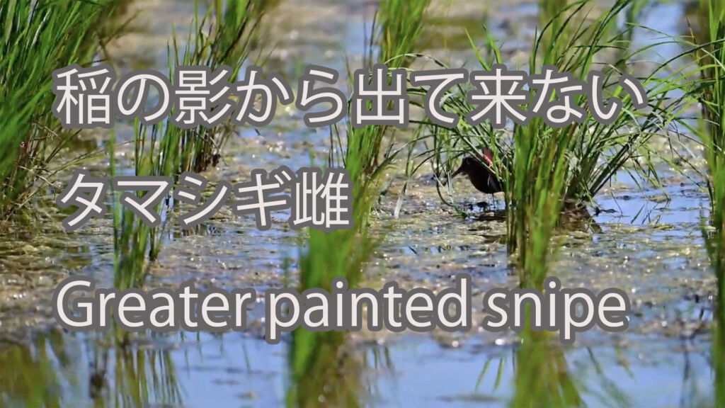 【稲の影から出て来ない】タマシギ雌 Greater painted snipe