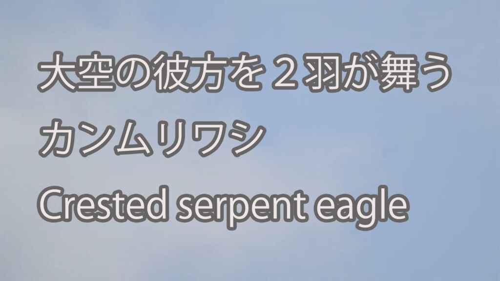【大空の彼方を２羽が舞う】カンムリワシ Crested serpent eagle