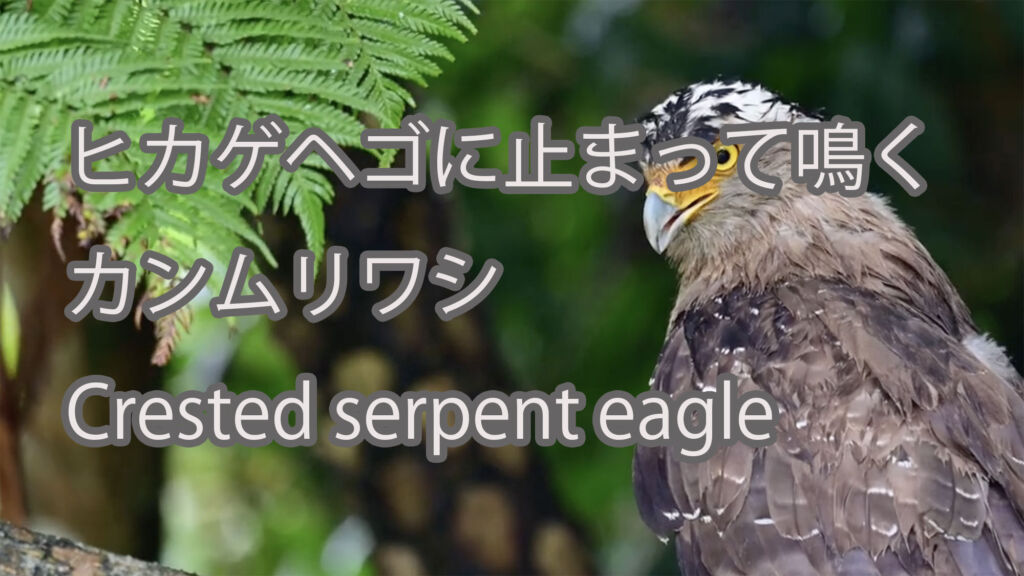 【ヒカゲヘゴに止まって鳴く】カンムリワシ Crested serpent eagle