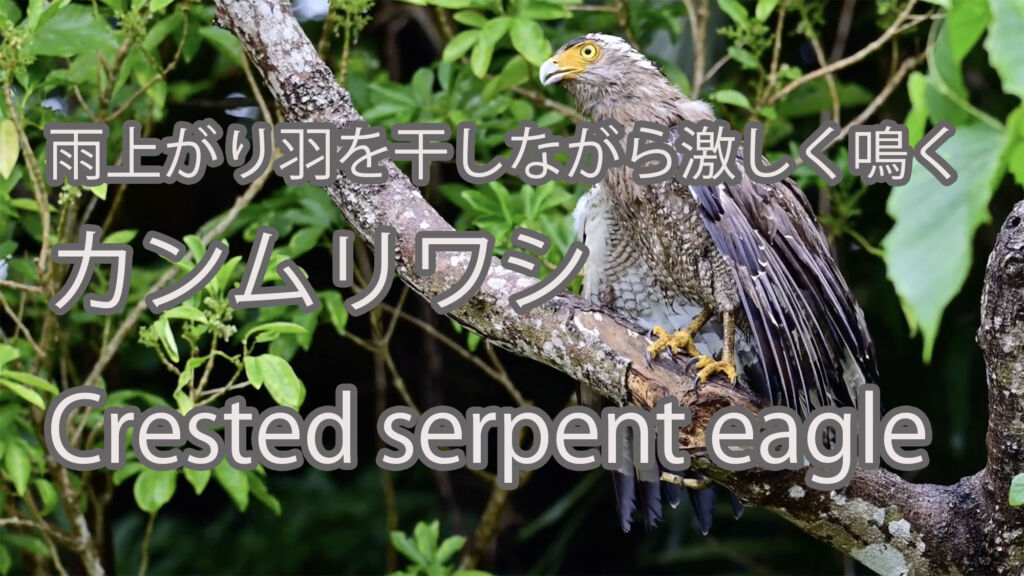 【雨上がり羽を干しながら激しく鳴く】カンムリワシ Crested serpent eagle