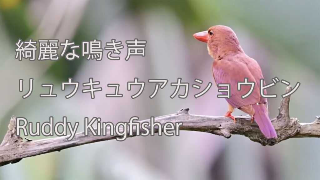 【綺麗な鳴き声】リュウキュウアカショウビン Ruddy Kingfisher