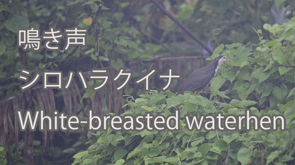 【鳴き声】シロハラクイナ White-breasted waterhen
