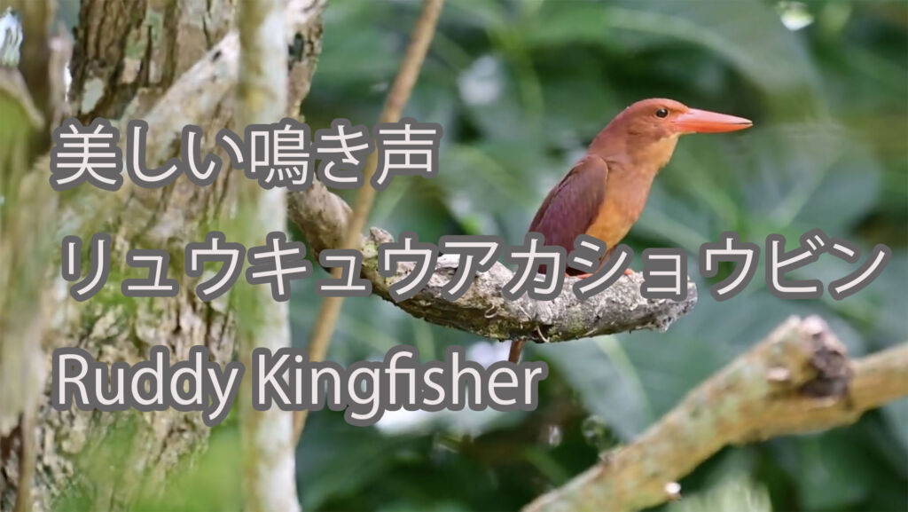 【美しい鳴き声】リュウキュウアカショウビン Ruddy Kingfisher