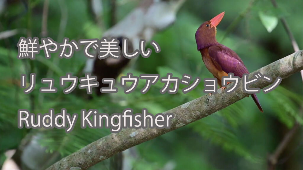 【鮮やかで美しい】リュウキュウアカショウビン Ruddy Kingfisher