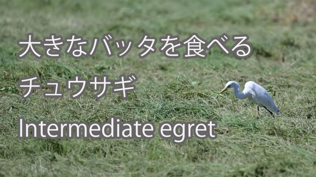 【大きなバッタを食べる】チュウサギ Intermediate egret