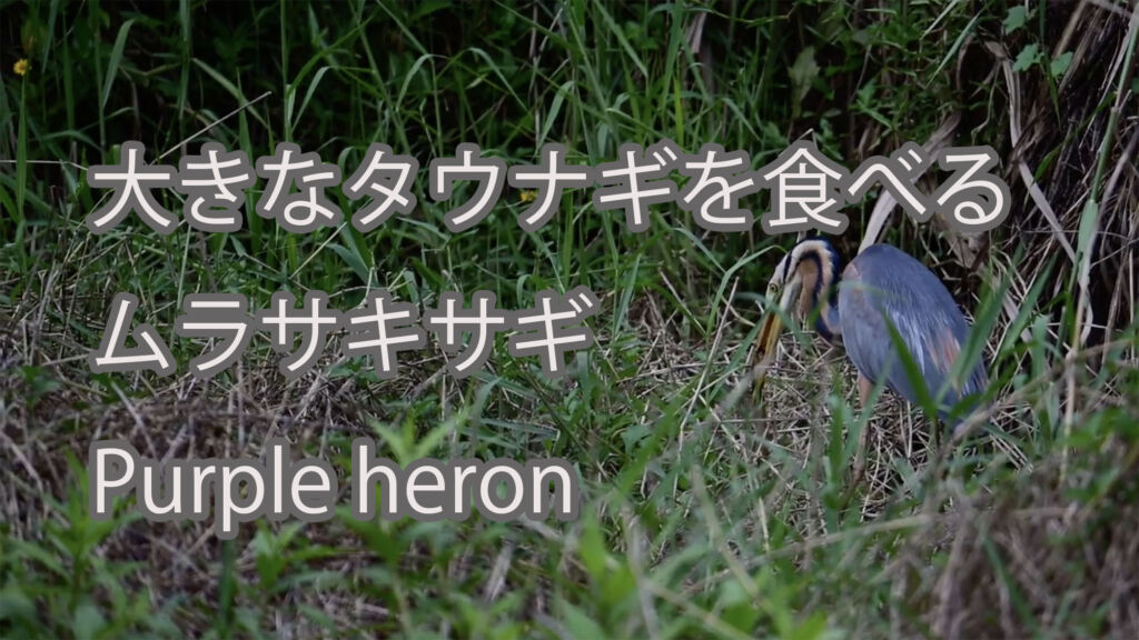 【大きなタウナギを食べる】ムラサキサギ Purple heron
