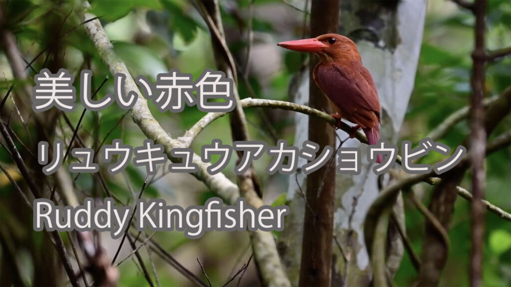 【美しい赤色】リュウキュウアカショウビン Ruddy Kingfisher