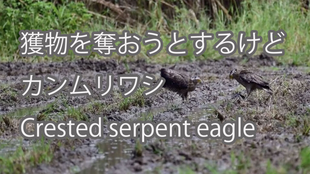 【獲物を奪おうとするけど】カンムリワシ Crested serpent eagle