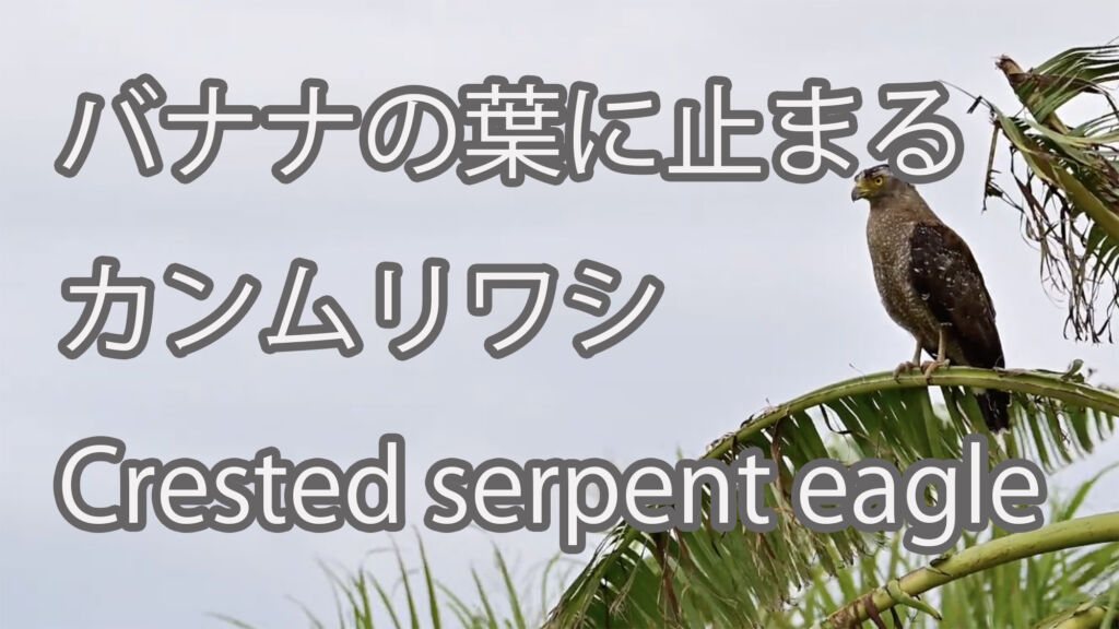 【バナナの葉に止まる】カンムリワシ Crested serpent eagle