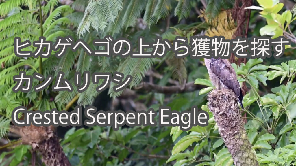 【ヒカゲヘゴの上から獲物を探す】カンムリワシ（Crested Serpent Eagle）