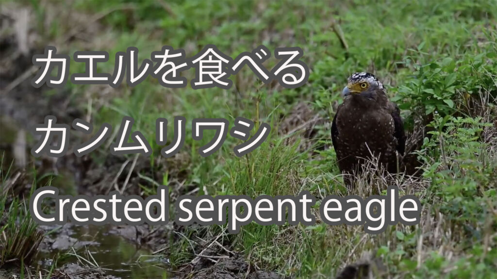 【カエルを食べる】カンムリワシ Crested serpent eagle