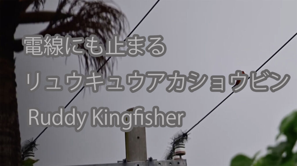 【電線にも止まる】リュウキュウアカショウビン Ruddy Kingfisher