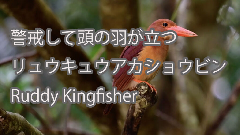 【警戒して頭の羽が立つ】リュウキュウアカショウビン Ruddy Kingfisher