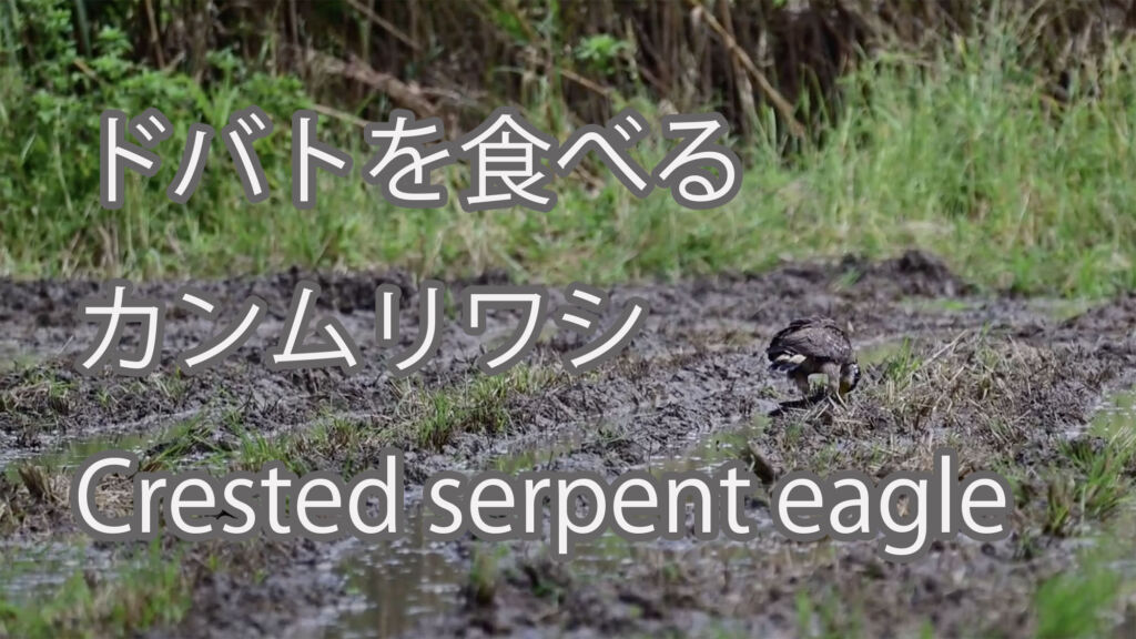 【ドバトを食べる】カンムリワシ Crested serpent eagle