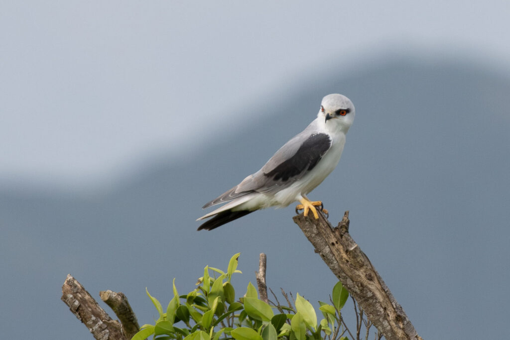 石垣島のカタグロトビ
